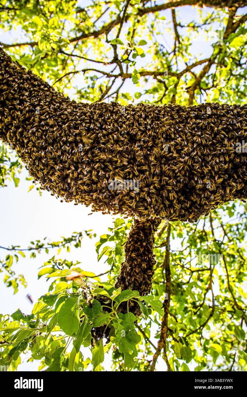 Alveare con lo sciame di api appeso a un ramo di albero. Scalda api. Foto Stock