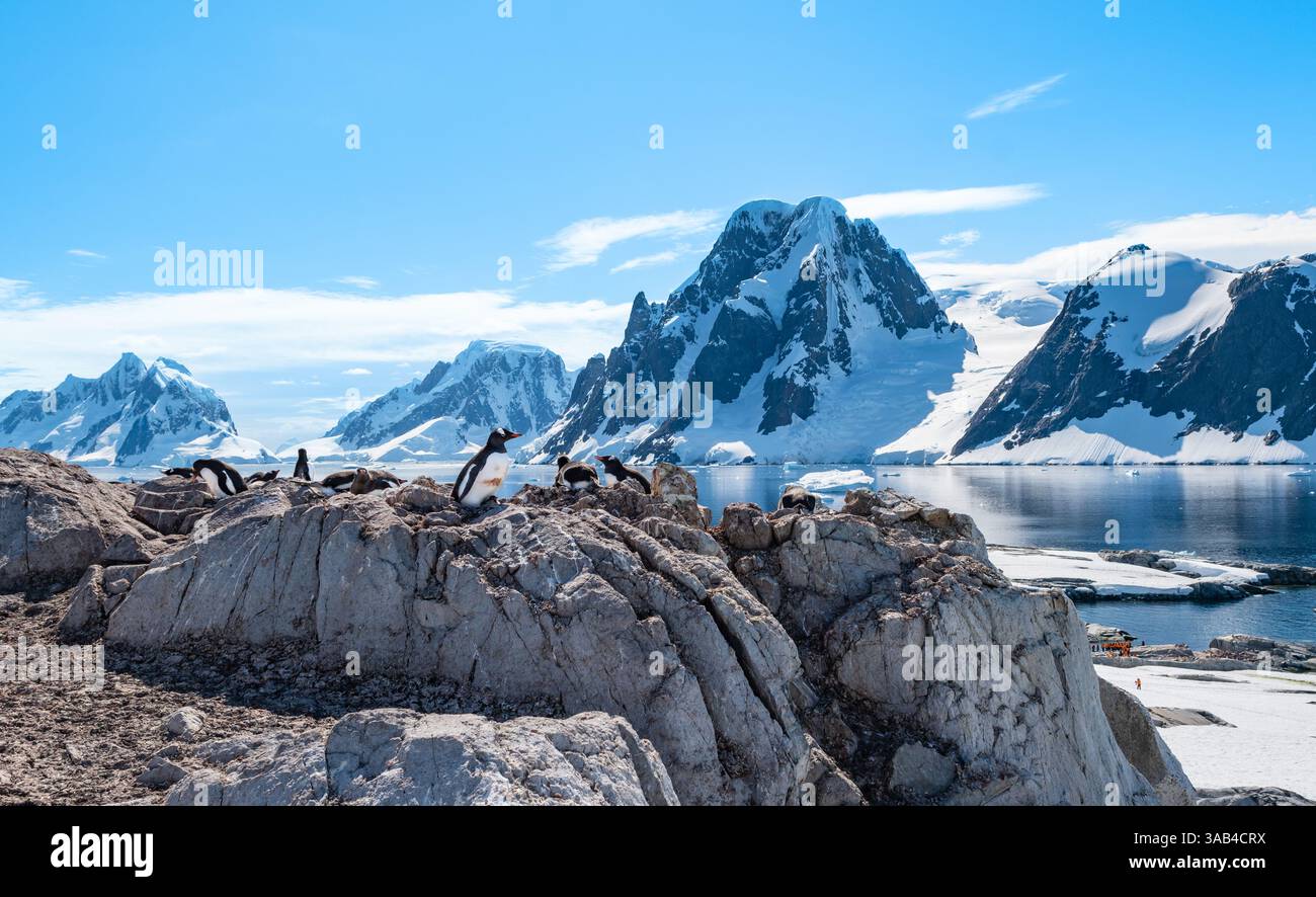 Colonia di pinguini sulle rocce a Petermann Island, Antartide. Foto Stock