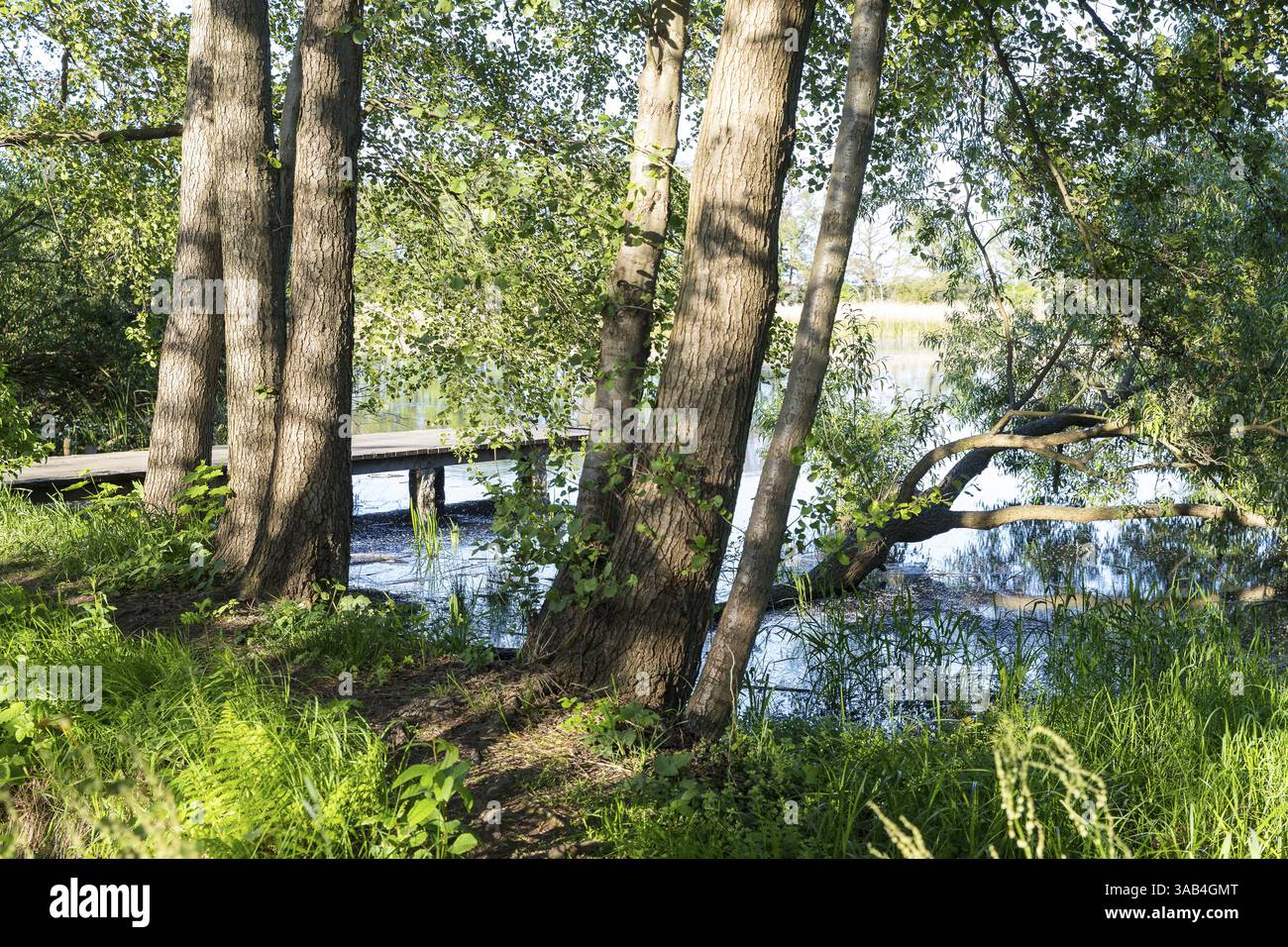 Passerella in legno presso lo stagno Dienstwiesenteich a Erlichthof Rietschen, Sassonia, Germania, Europa Foto Stock
