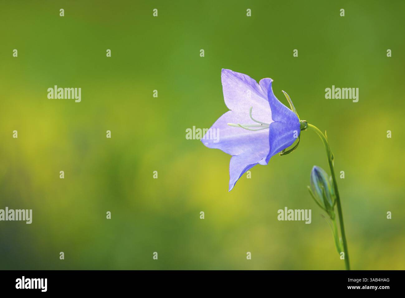 Fiore blu (Campanula) fiorisce nel giardino, fiore singolo Foto Stock