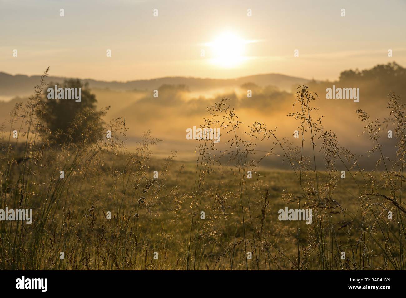 Erbe brillanti al sole del mattino, nebbia mattutina vicino Cunewalde, alta Lusazia, Sassonia, Germania, Europa Foto Stock