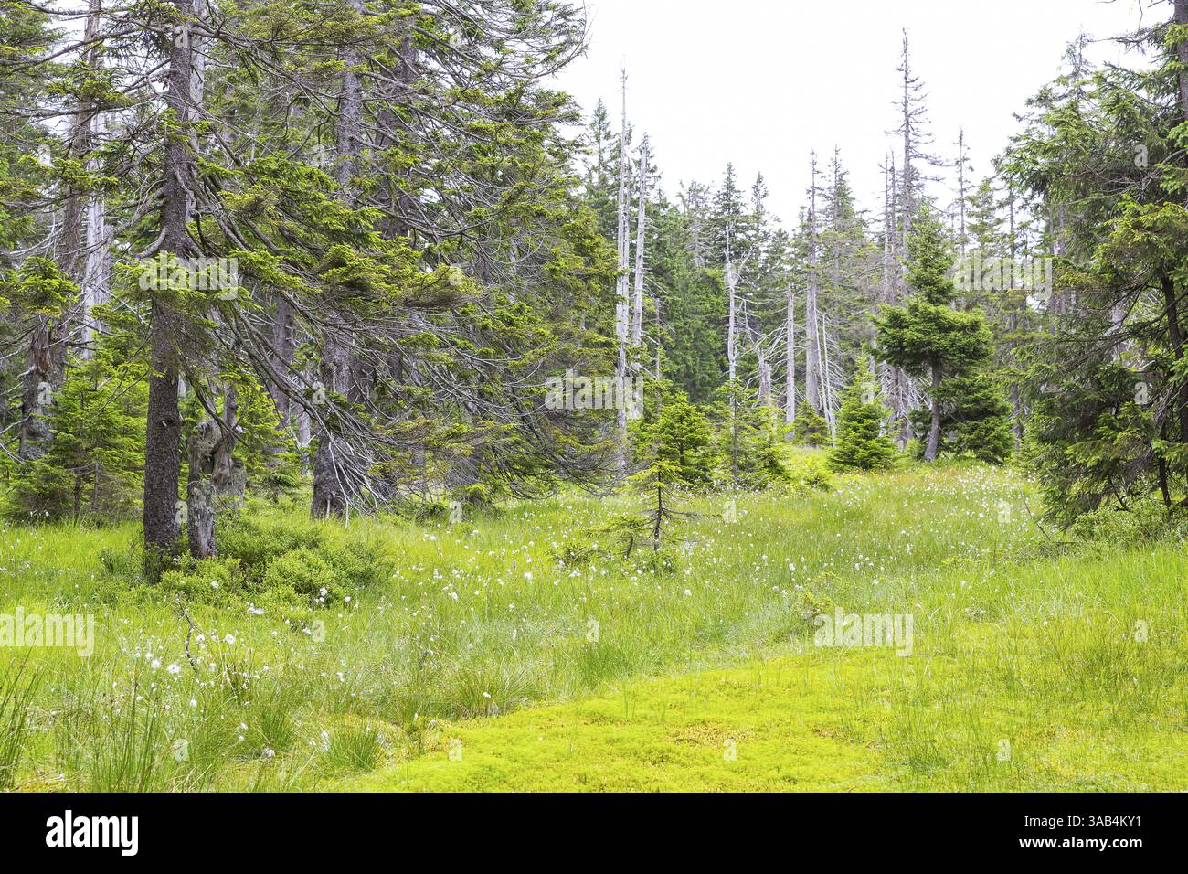 Terreno boschivo umido con erba di cotone (Eriophorum) sulla linea degli alberi, vicino a Wosseckerbaude, Monti KrkonoTe, Repubblica Ceca, Europa Foto Stock