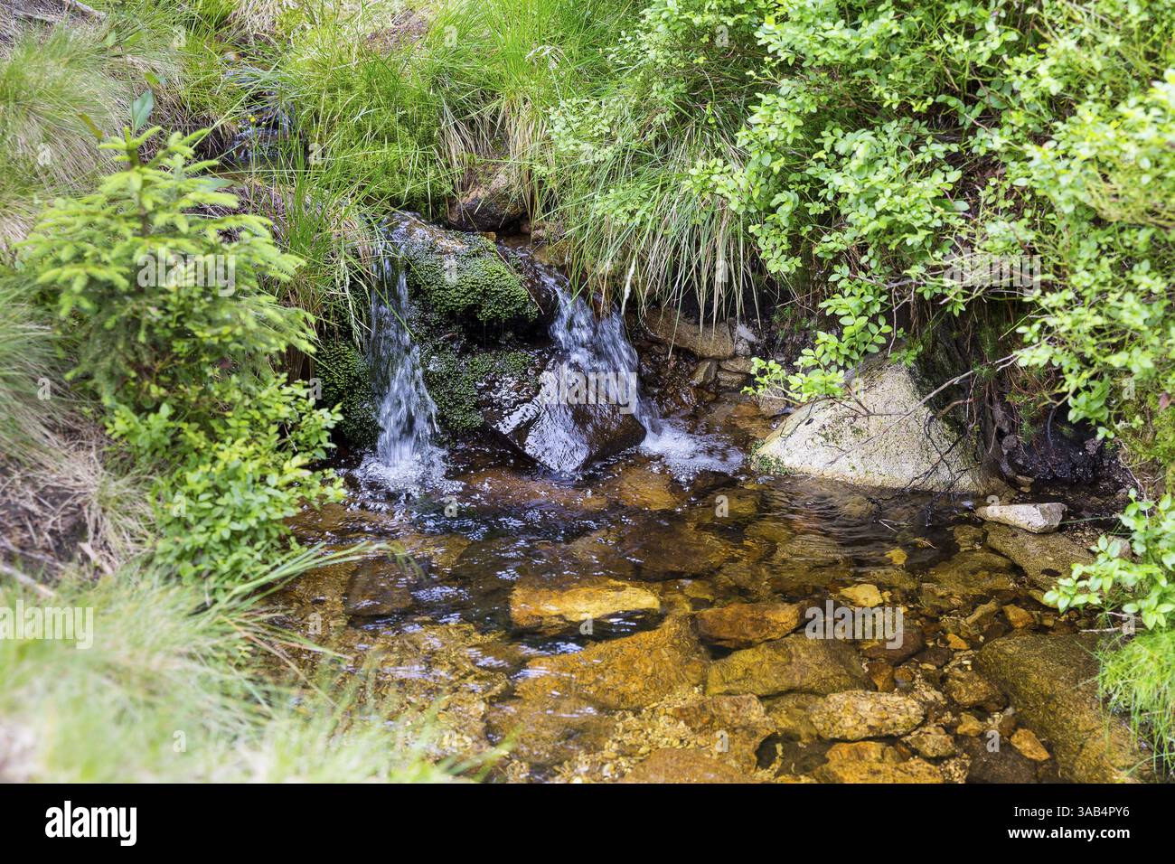 Piccolo ruscello di montagna ondulato, Montagne dei Giganti, Repubblica Ceca, Europa Foto Stock