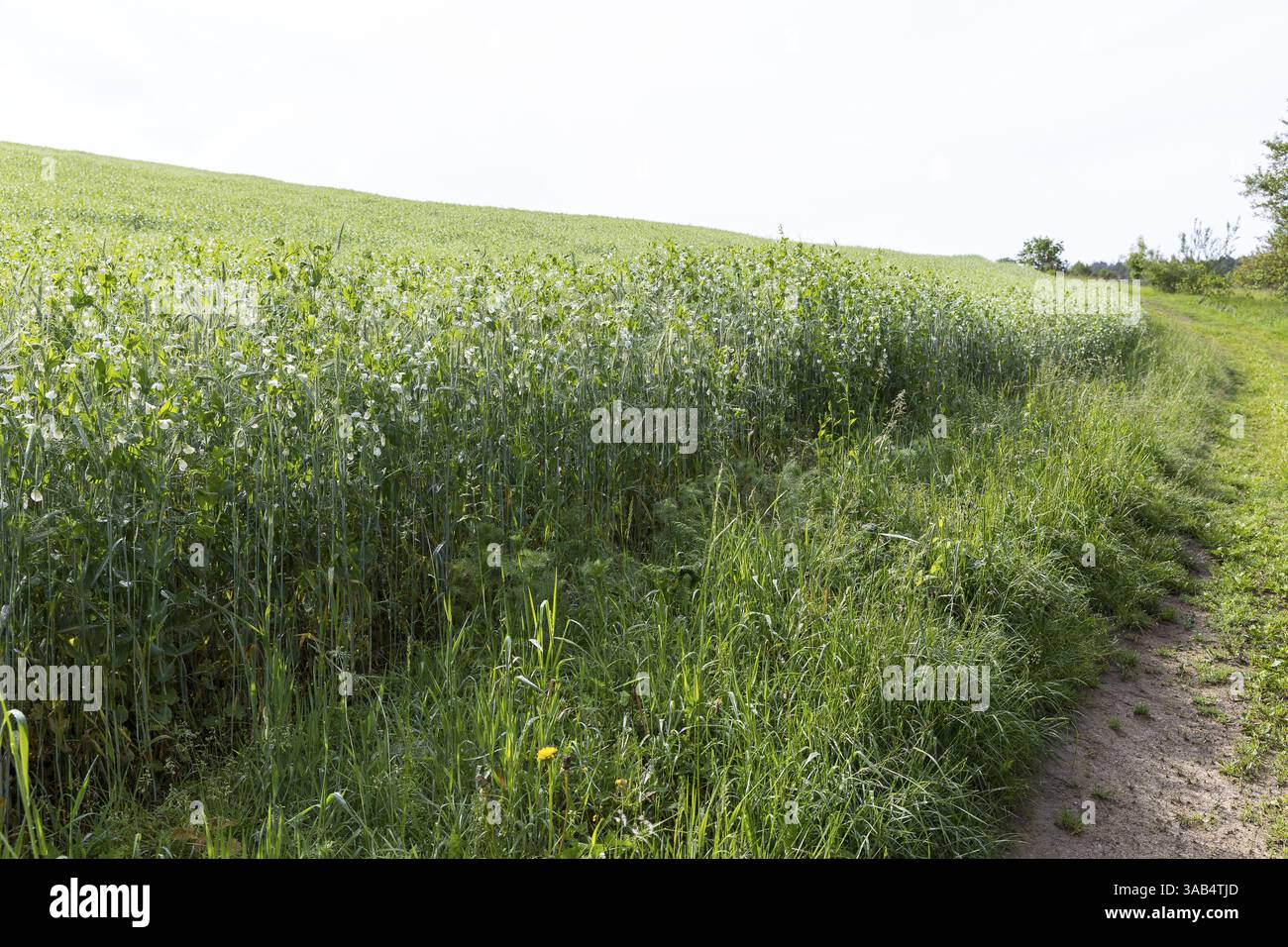 Campo con colture miste di superbali come ausilio per l'arrampicata e piselli (Pisum sativum), alta Lusazia, Sassonia, Germania, Europa Foto Stock