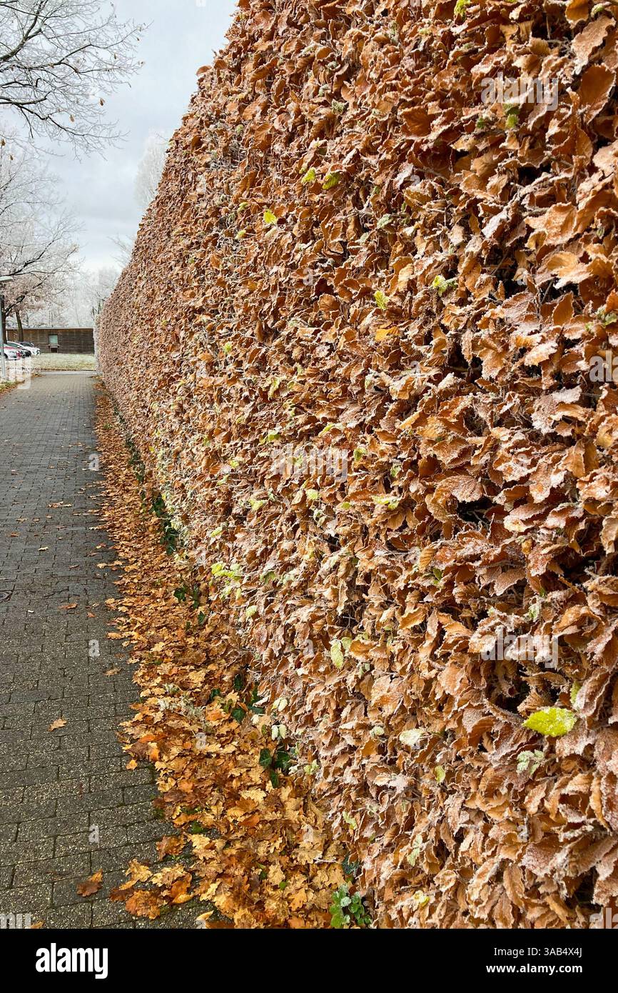 MONACO DI BAVIERA, GERMANIA - 2 DICEMBRE 2024: Frosty Morning nel campus dell'Università tecnica Garching di Monaco - Immagine stock catturata con smartphone
