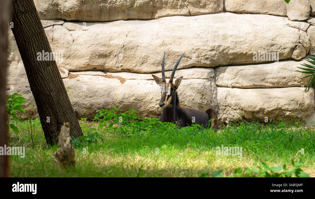 Sable o antilope nera o Hippotragus niger è una grande antilope che abita la savana boscosa nell'Africa orientale e meridionale. Detenzione di animali in cattività Foto Stock