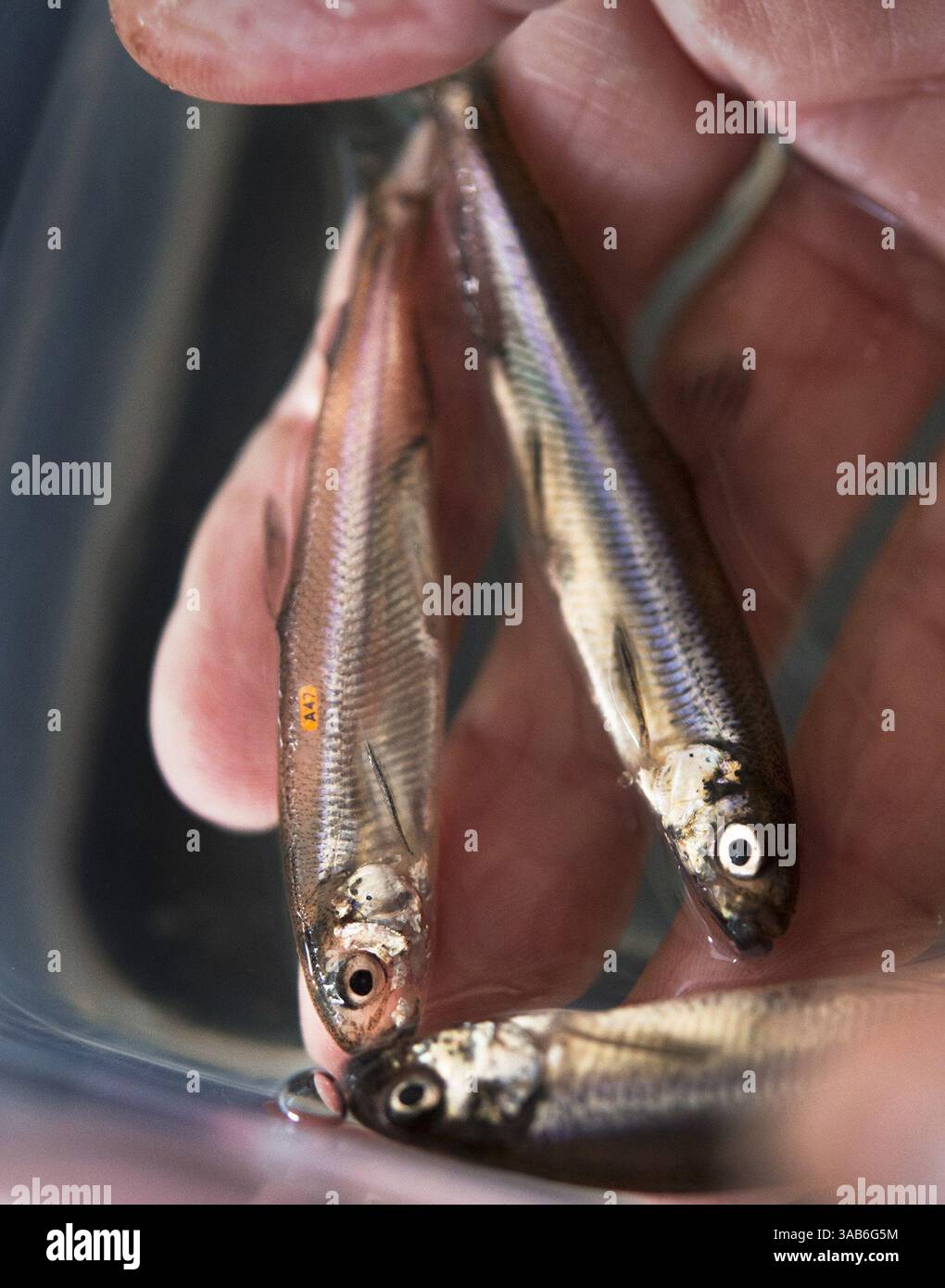 1° aprile 2015 - Byron, CA, USA - Delta Felt tenuta in vita in incubatoi come questi pesci fotografati nel 2015 presso l'UC Davis Fish Conservation and Culture Lab di Byron, California, potrebbe essere tutto ciò che rimane della specie. I funzionari della pesca affermano che quest'anno la fusione Delta è crollata pericolosamente vicina all'estinzione. (Immagine di credito: © Randy Pench/TNS via cavo ZUMA) Foto Stock