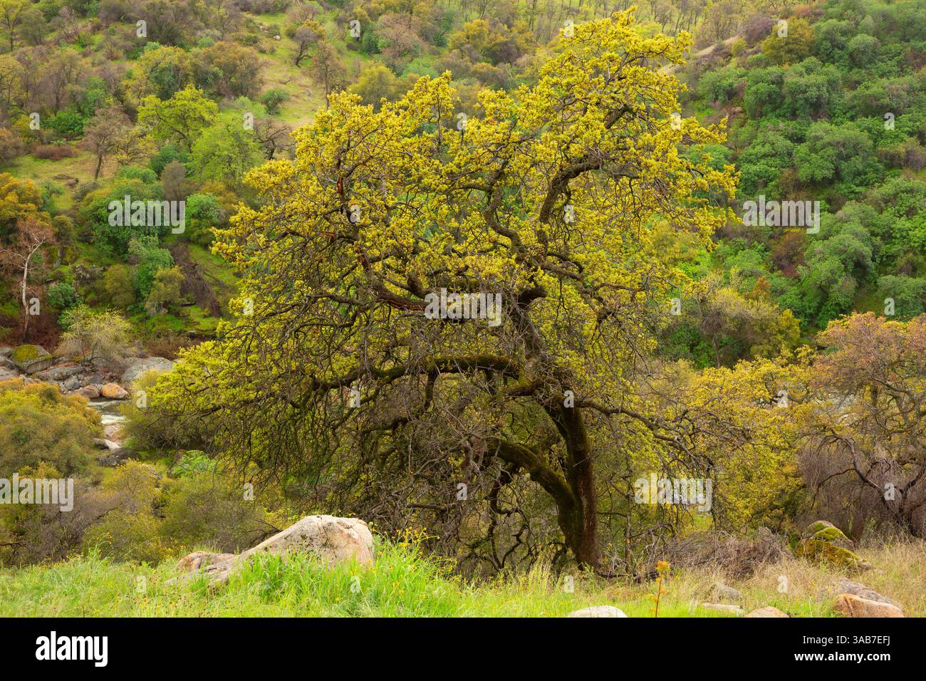 Foresta di querce, Sequoia National Park, California Foto Stock