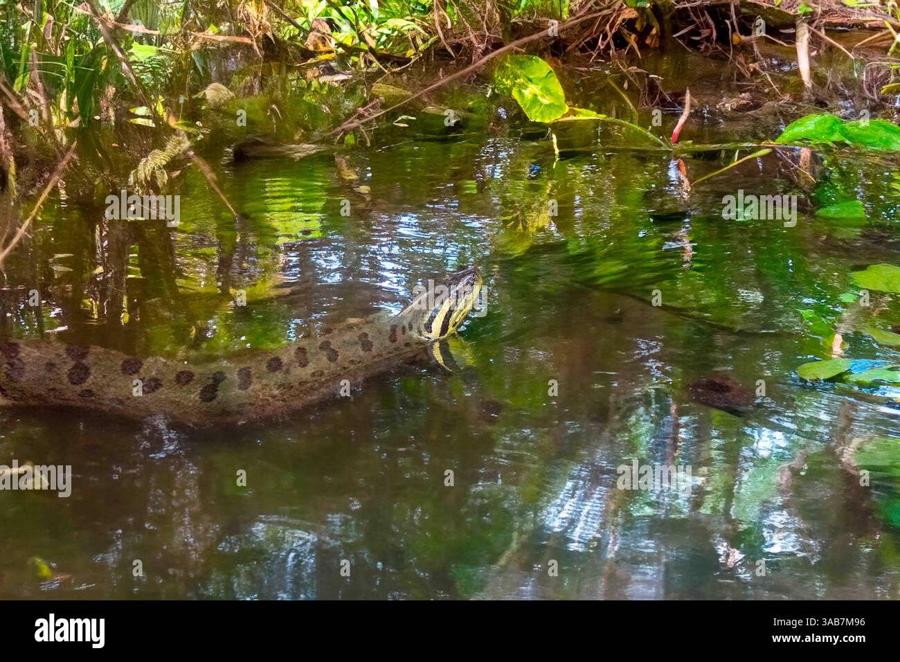 Serpente brasiliano noto come verde sucuri o anaconda, il serpente più grande del mondo Foto Stock