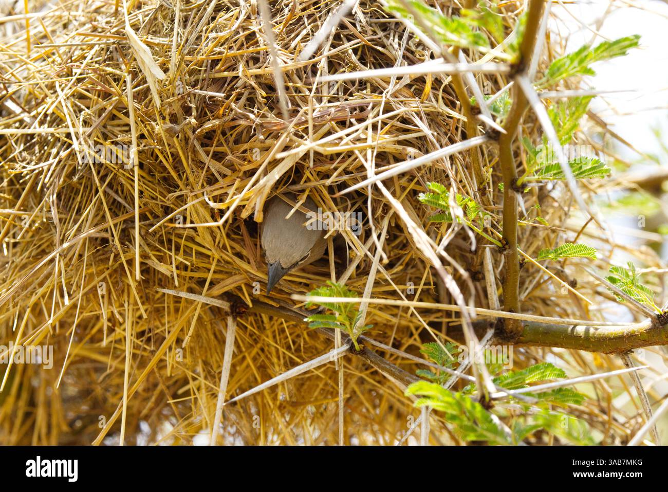 Un tessitore sociale dalla testa grigia (Pseudonigrita arnaudi) che esce dal suo nido fatto di paglia d'erba nel Parco Nazionale del Serengeti, Tanzania, Africa Foto Stock