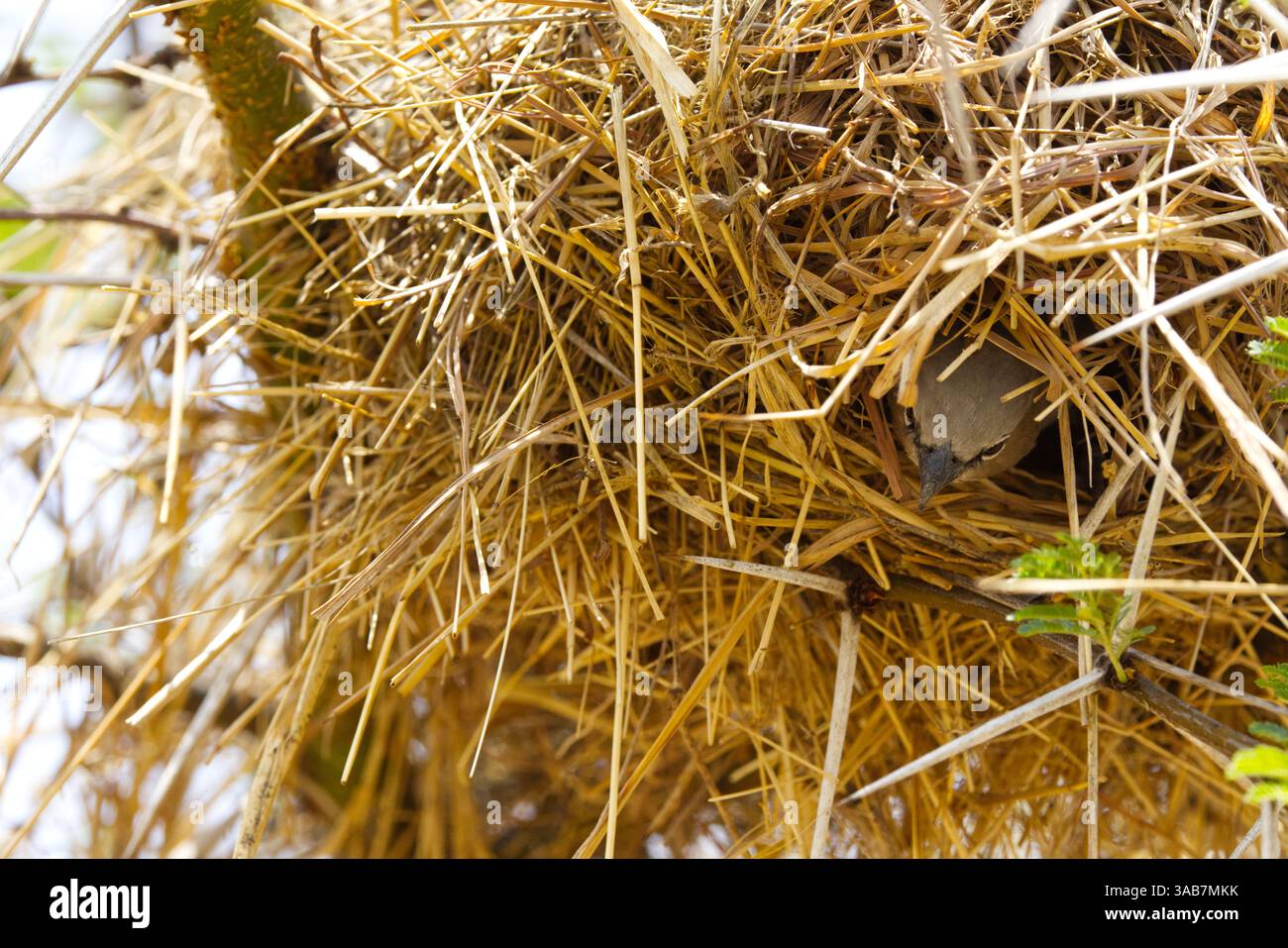 Un tessitore sociale dalla testa grigia (Pseudonigrita arnaudi) che esce dal suo nido fatto di paglia d'erba nel Parco Nazionale del Serengeti, Tanzania, Africa Foto Stock