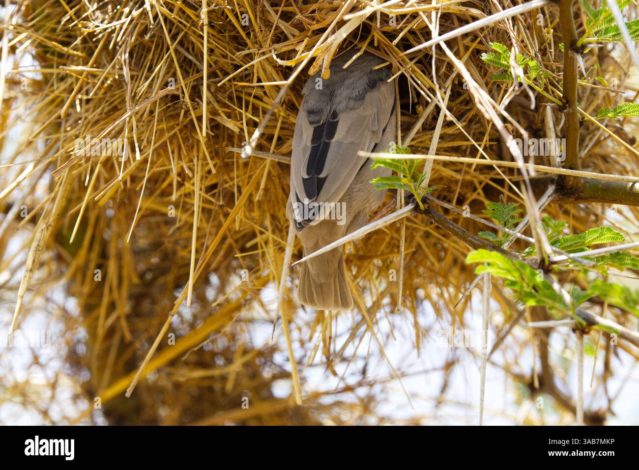 Un tessitore sociale dalla testa grigia (Pseudonigrita arnaudi) che entra nel suo nido fatto di paglia d'erba nel Parco Nazionale del Serengeti, Tanzania, Africa Foto Stock