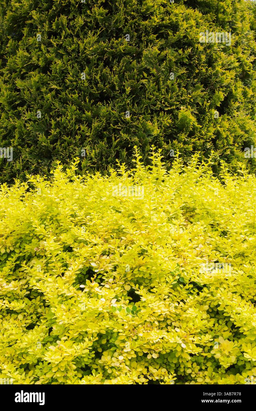 Berberis thunbergii 'Aurea' - Cespuglio di barba giapponese e albero di Thuja occidentalis in primavera. Foto Stock