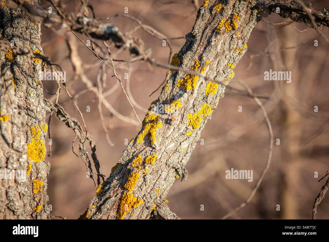 Primo piano del lichene marino Sunburst (Xanthoria parietina), un vivace fungo giallo che cresce naturalmente sulla corteccia degli alberi, mettendo in risalto la biodiversità e l'ecol Foto Stock