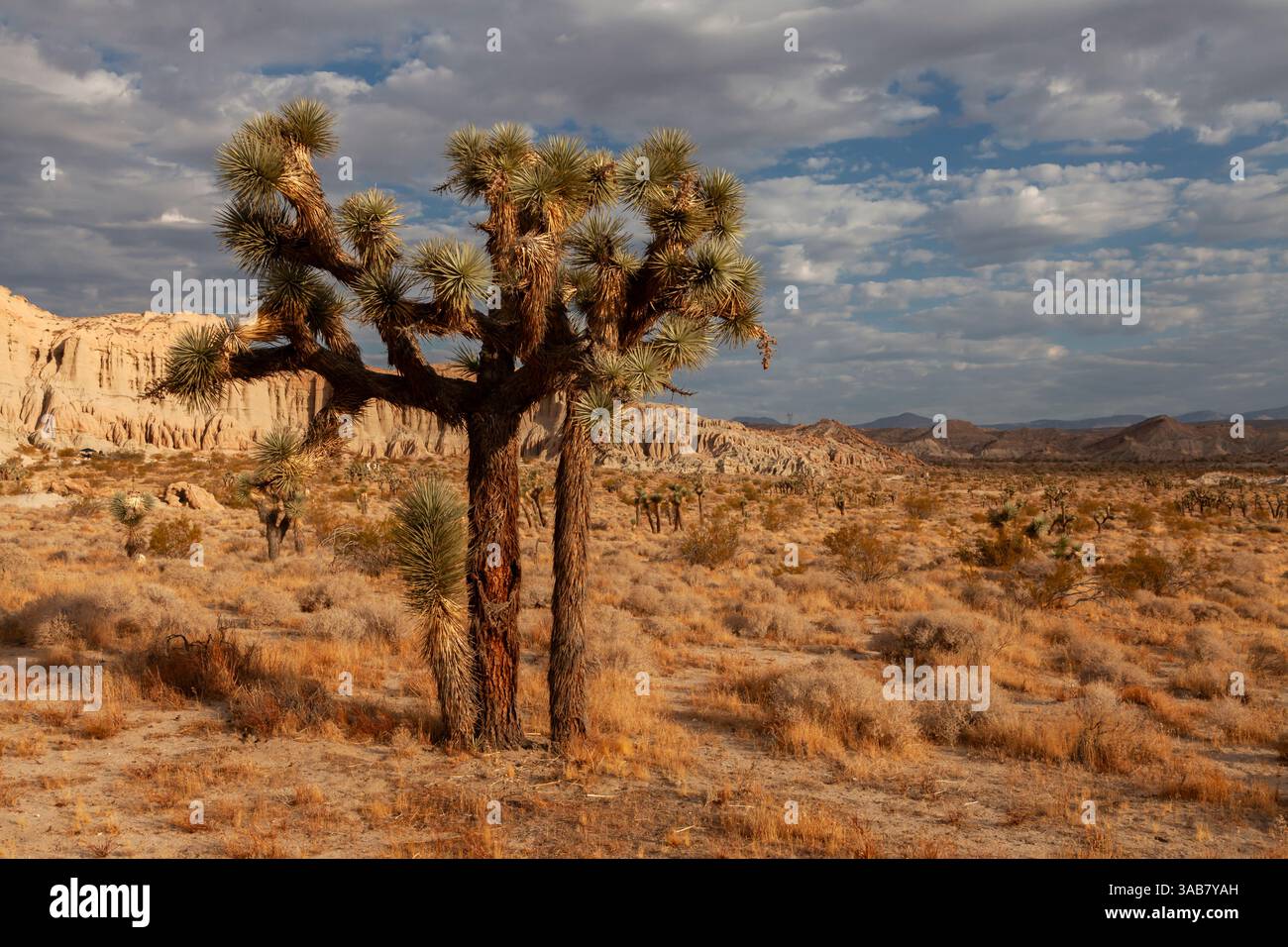 Un Josua maturo (Yucca brevifolia) si erge nel mezzo del paesaggio desertico aspro del Red Rock Canyon State Park in California. Foto Stock