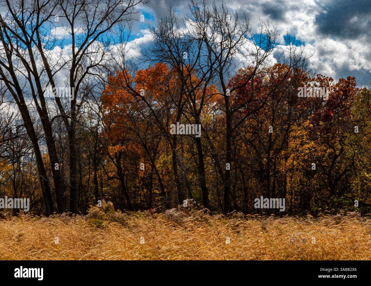 Le erbe illuminano la luce addolcita dalle nuvole, l'area ELC, l'area Four Rivers, la riserva forestale McKinley Woods, la contea di Will, Illinois Foto Stock