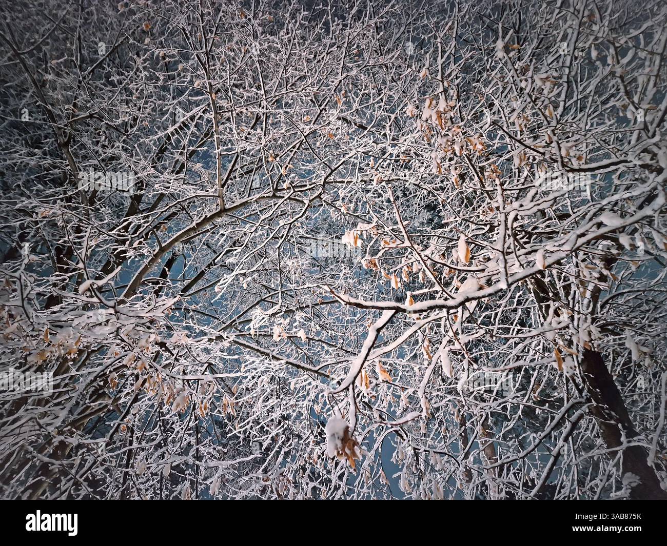 Scena notturna invernale con una vista astratta sui rami di alberi ricoperti di neve dopo una tempesta di neve. Sfondo naturale con texture nevosa - Immagine stock catturata con smartphone
