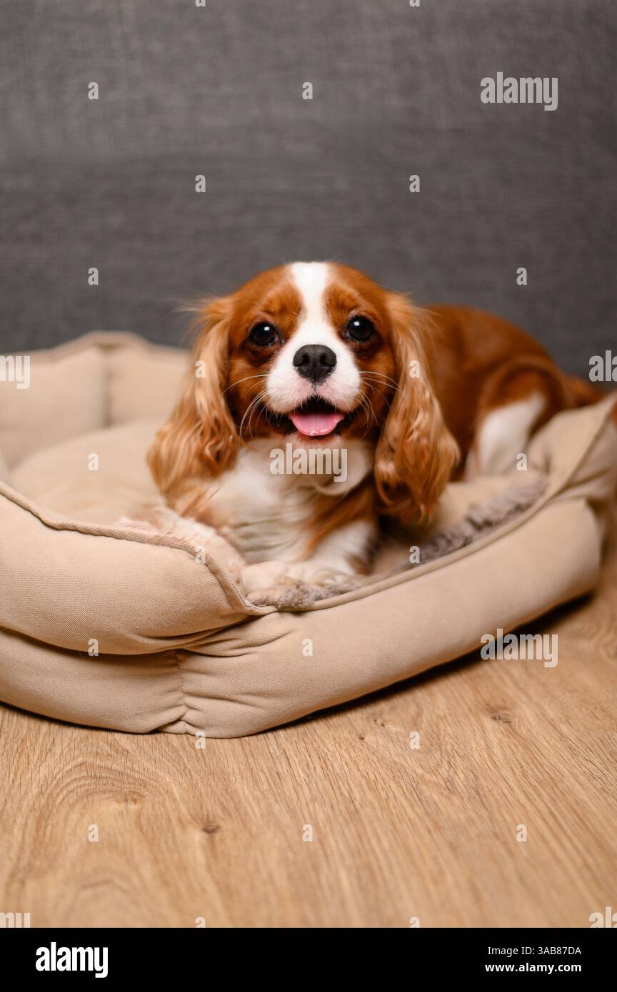 Carino re Charles Spaniel che giace comodamente in un accogliente cane ​​bed interno e guarda felicemente la macchina fotografica con la lingua in giro. Prodotti per cani conc Foto Stock