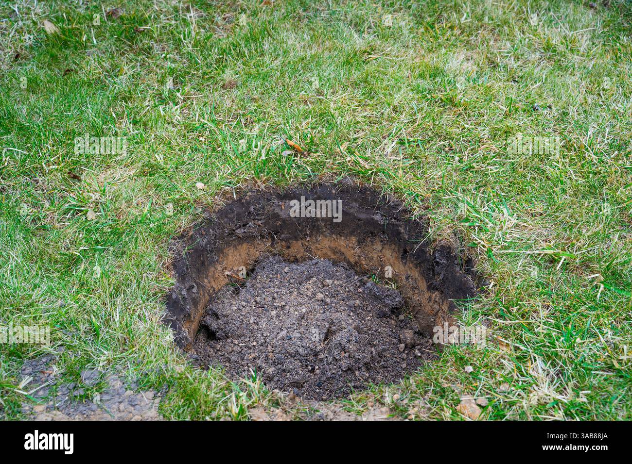 Nel prato viene realizzato un foro per piantare un albero. Foto Stock