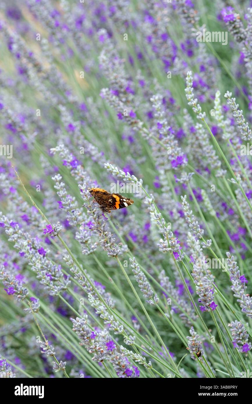 Lavandula x chaytoriae Bridehead Blue, Lavender Bridehead Blue, foglie grigio argento, punte di fiori viola scuro. Red Adnmiral Feeding Foto Stock