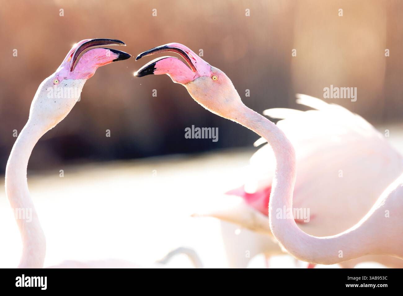 Due fenicotteri rosa si impegnano in un rituale nuziale, toccando con tenerezza i becchi su uno sfondo leggermente illuminato nella Camargue francese. Foto Stock