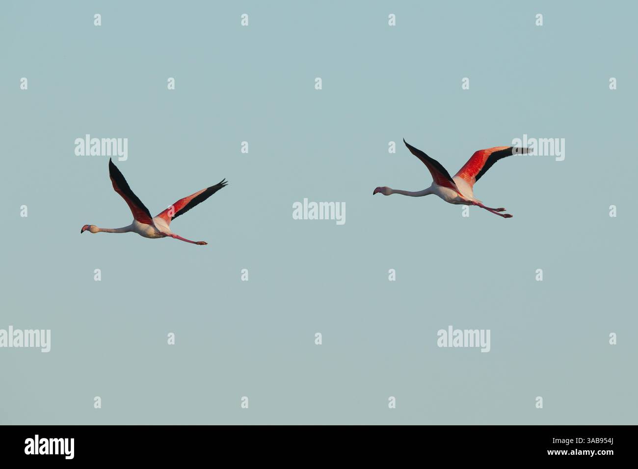 Due fenicotteri rosa catturati a metà volo contro un cielo azzurro cristallino durante la loro sosta nuziale nella regione della Camargue francese, mostrando la loro spilla Foto Stock