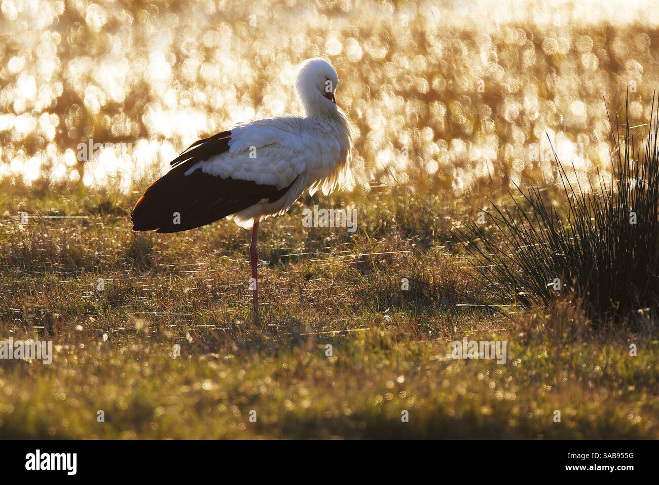 Una cicogna solitaria si erge graziosamente in un campo al tramonto nella zona umida dell'Emporda. La calda luce della sera proietta un bagliore dorato sulla scena, evidenziando Foto Stock