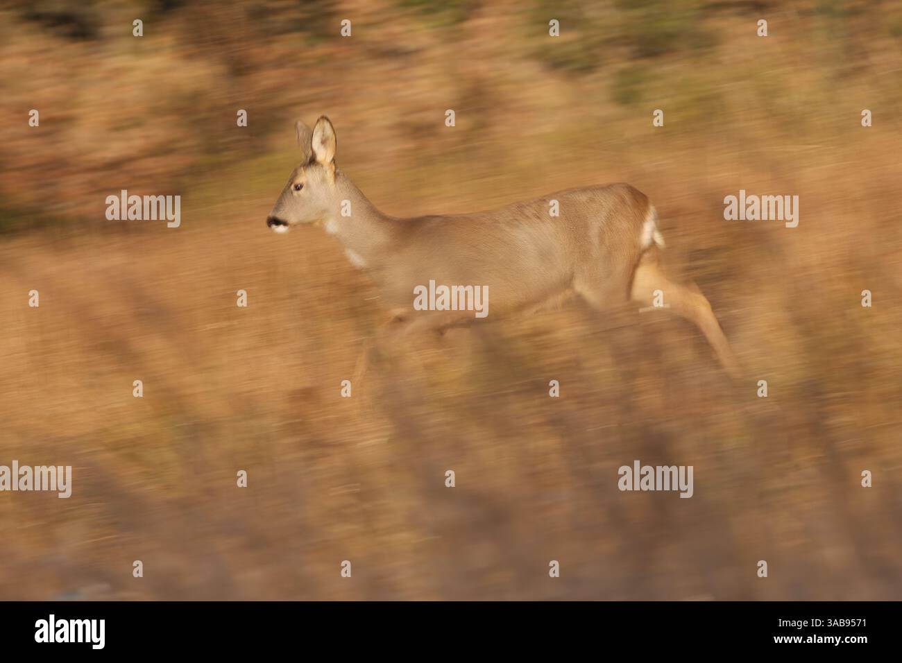 Un capriolo rapido si muove elegantemente attraverso un campo dorato e illuminato dal sole, catturando l'essenza della fauna selvatica e la bellezza della natura in movimento. La scena si confonde Foto Stock