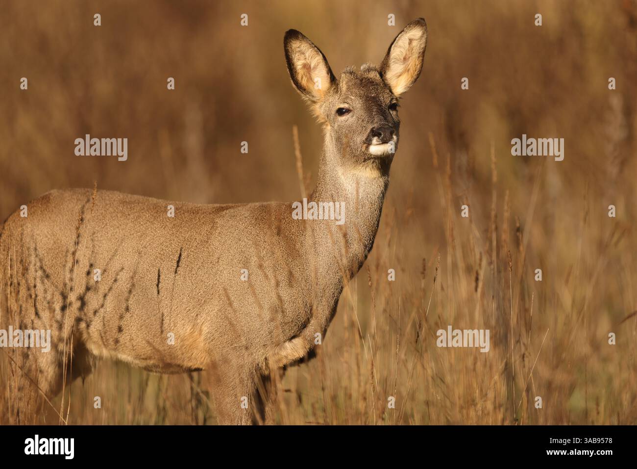 Un capriolo si erge graziosamente in un prato illuminato dal sole, circondato da alte erbe. La scena cattura l'essenza della fauna selvatica in un habitat naturale, che trasuda Foto Stock