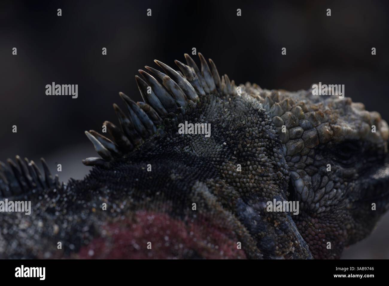 Primo piano dettagliato di un'iguana marina, che mostra le uniche scaglie e la consistenza della pelle, catturate sull'isola delle Galapagos, Ecuador. Foto Stock