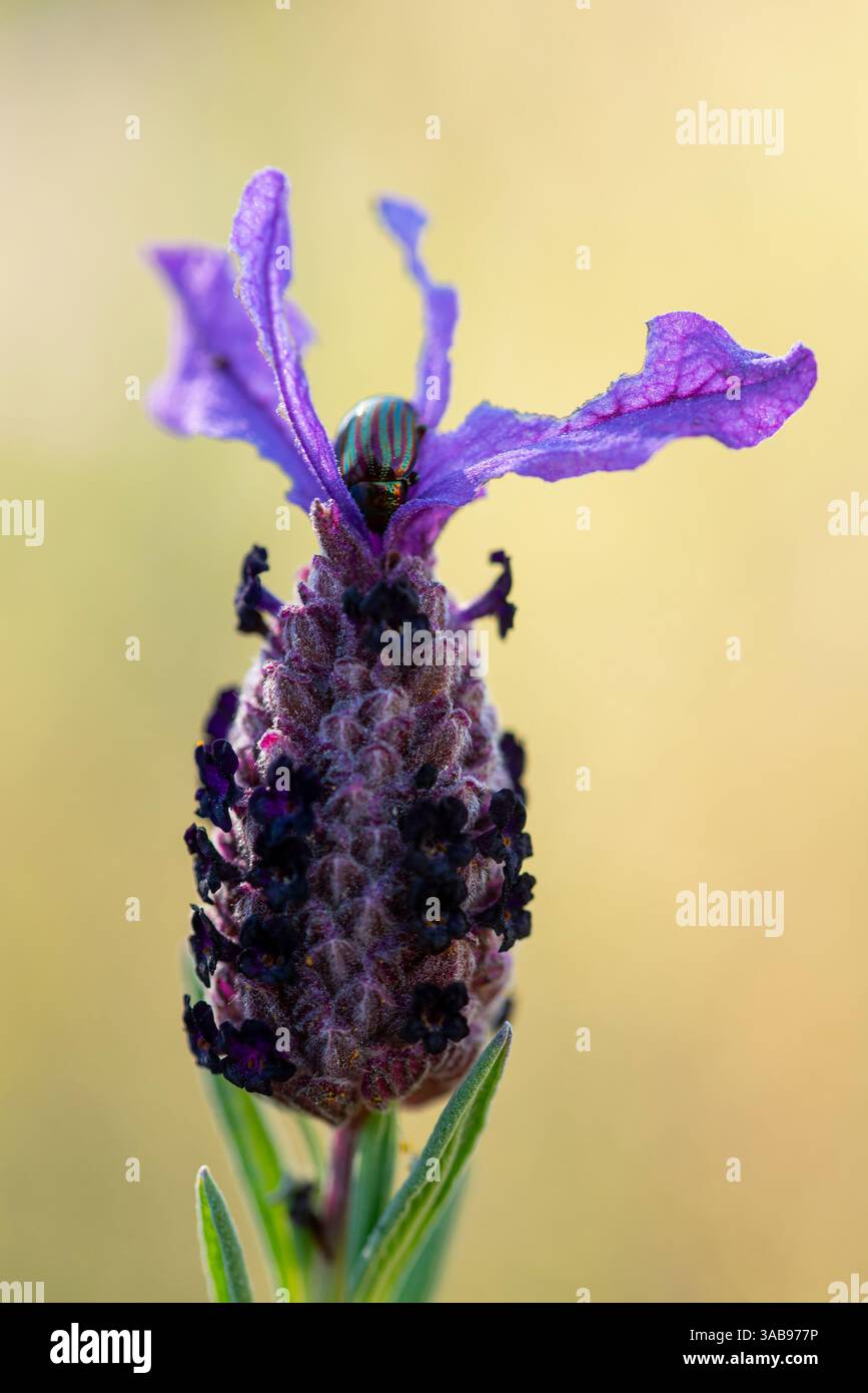 Vista ravvicinata di una splendida orchidea di api alla Lavanda condita da un vivace scarabeo a righe. Foto Stock
