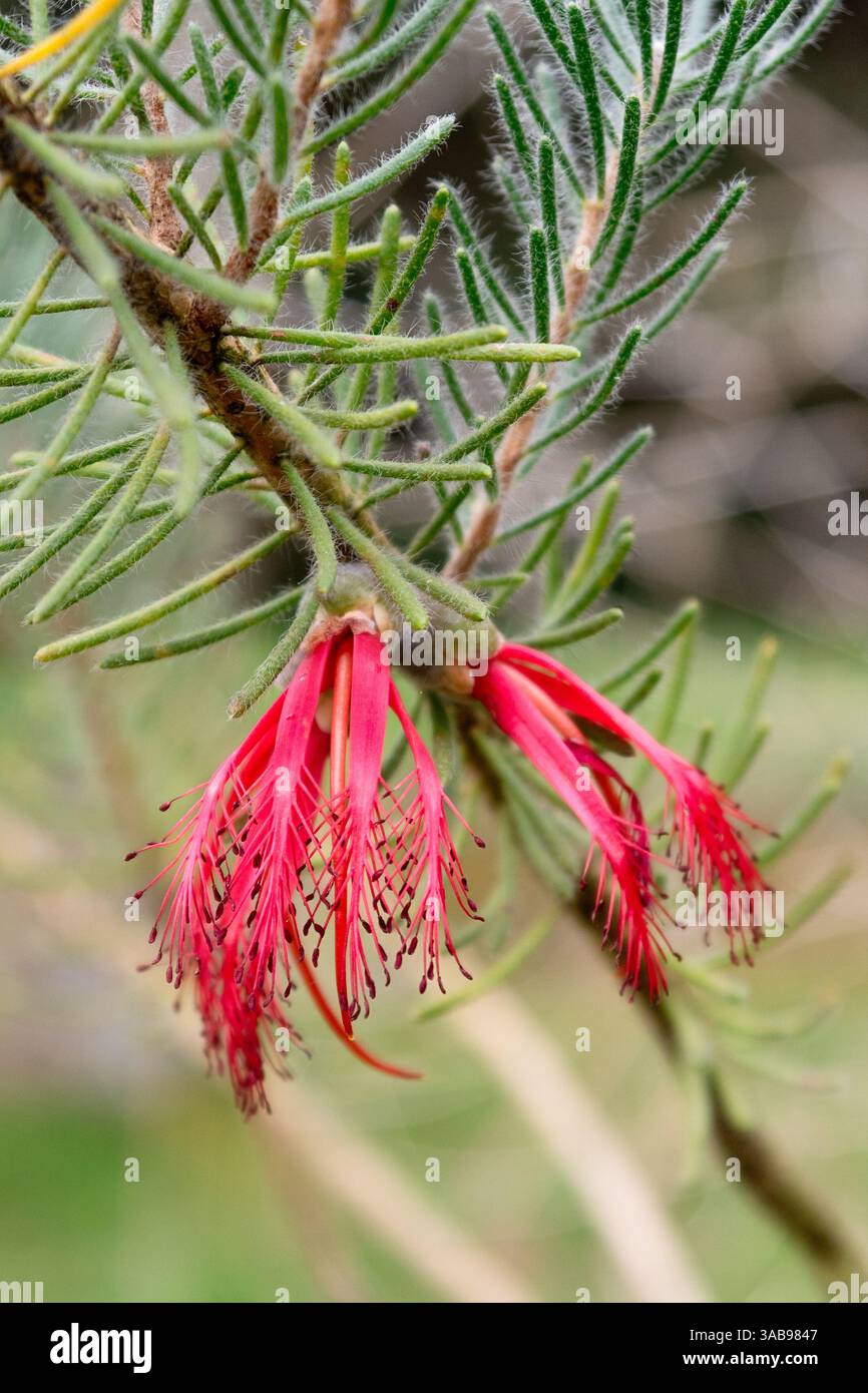 Primo piano di vivaci fiori rossi di Calothamnus quadrifidus, con delicati petali e lussureggianti foglie verdi. Catturato in un habitat naturale, sho Foto Stock