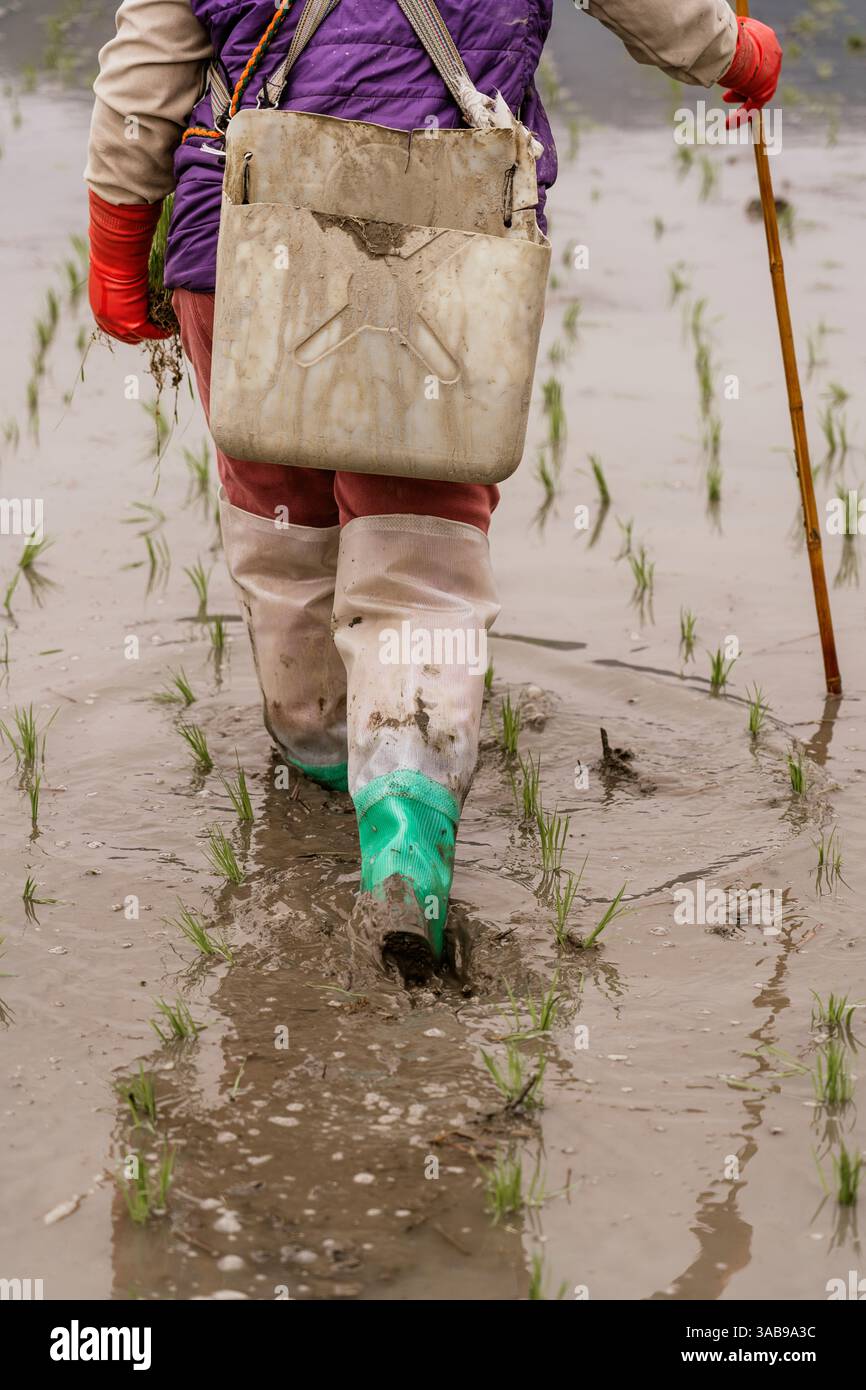 Un agricoltore cammina attraverso un campo di riso ad acqua, indossando indumenti protettivi. Sono visibili giovani piantine di riso, che mostrano il tradizionale sistema agricolo tec Foto Stock