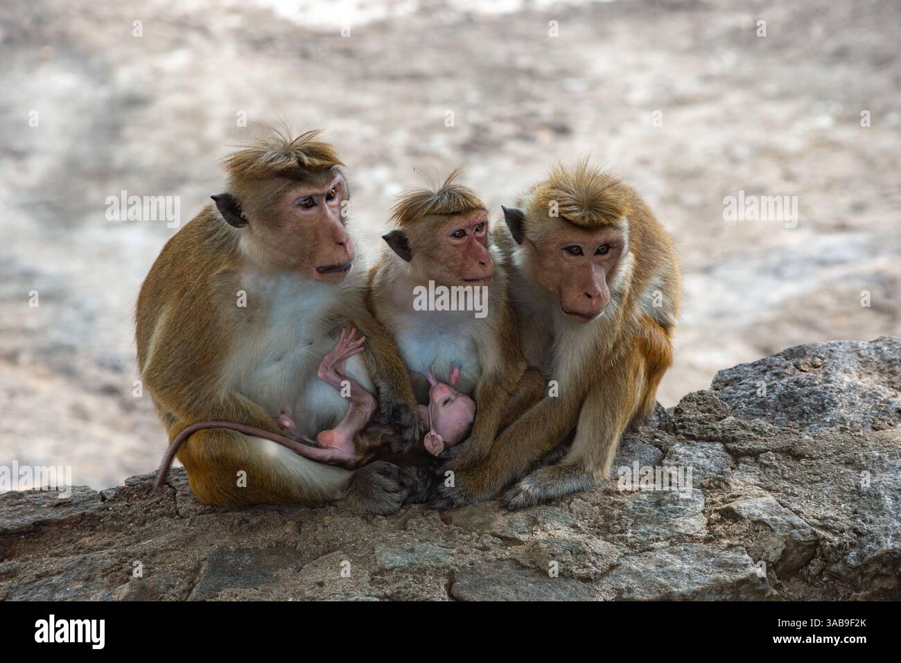 Tre macachi toque con un bambino che riposa su una roccia nello Sri Lanka. I macachi sono vicini tra loro, mostrando il loro comportamento sociale e il loro habitat naturale Foto Stock