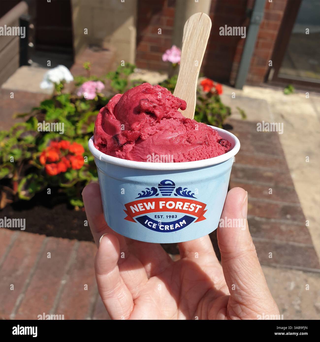 Sorbetto al lampone presso Yarrow Valley Park, Lancashire, Regno Unito Foto Stock