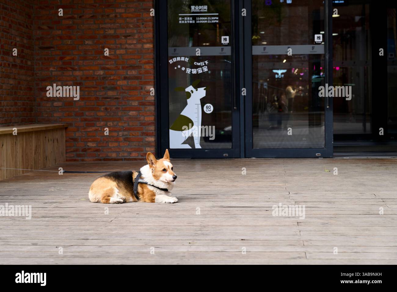 Un cane corgi riposa all'esterno di un negozio in cui sono ammessi gli animali domestici Foto Stock