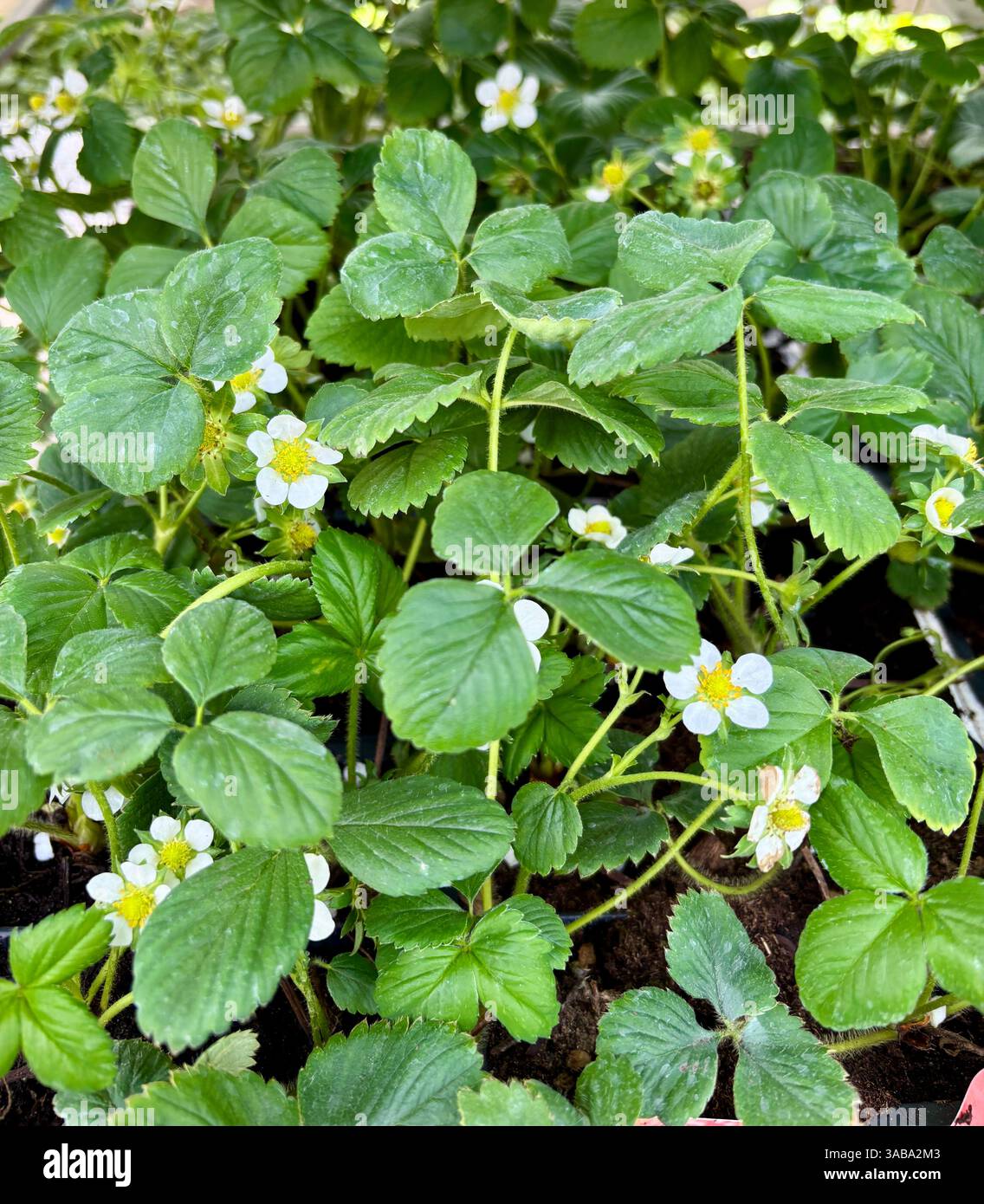 Piante di fragole con fiori in un vivaio di piante. Concetto di giardinaggio. Foto Stock