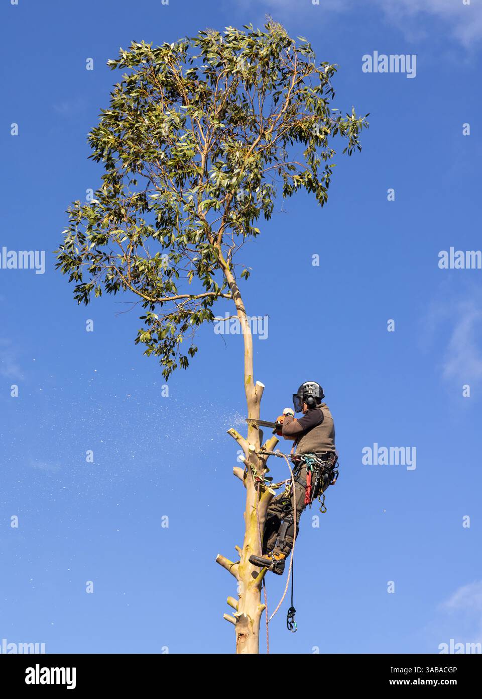 Chirurgo arborista in un'imbracatura che taglia un albero di eucalipto con una motosega. Foto Stock