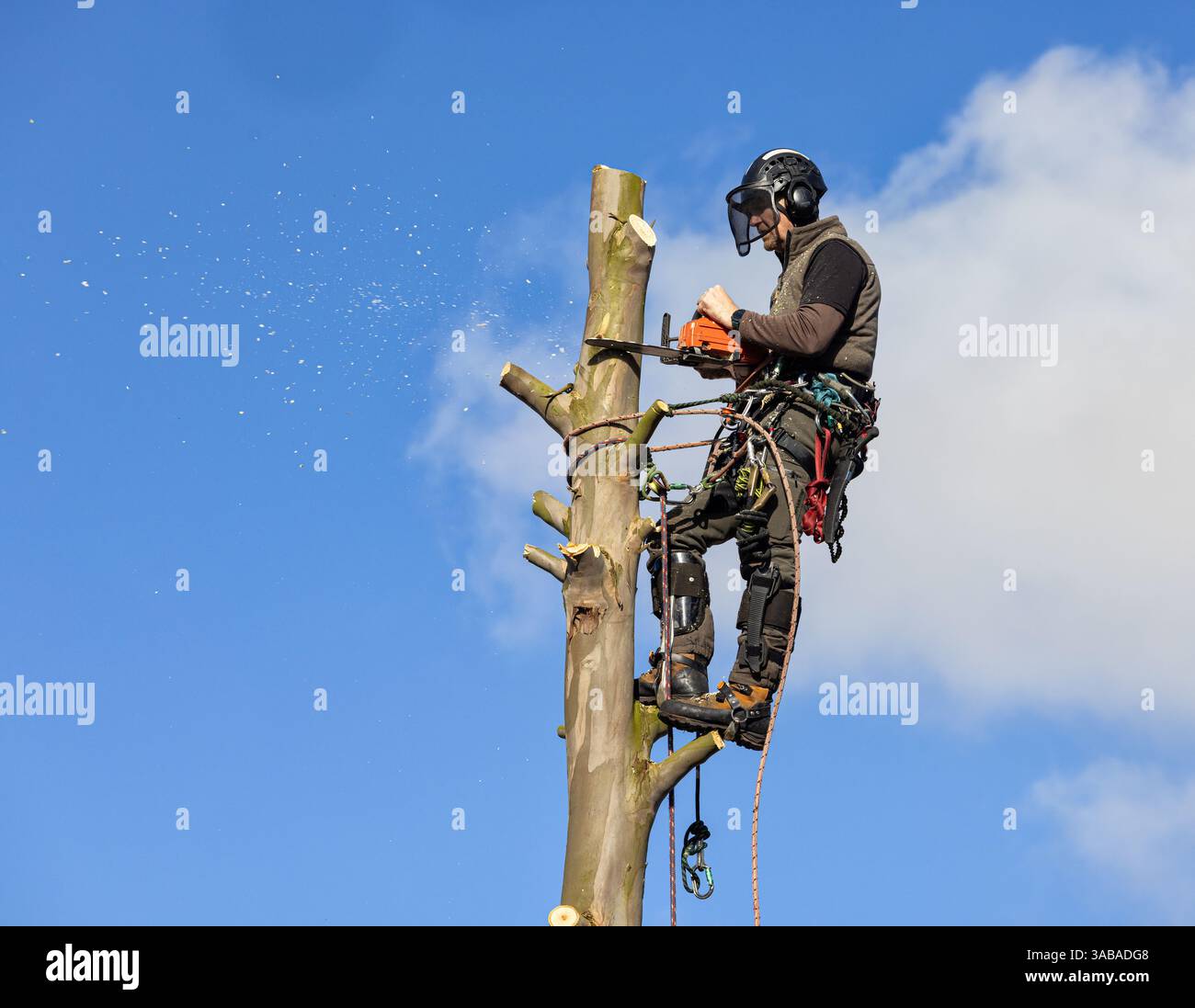 Chirurgo arborista in un'imbracatura che taglia un albero di eucalipto con una motosega. Foto Stock