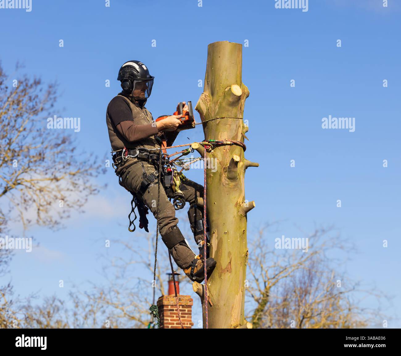 Chirurgo arborista in un'imbracatura che taglia un albero di eucalipto con una motosega. Foto Stock
