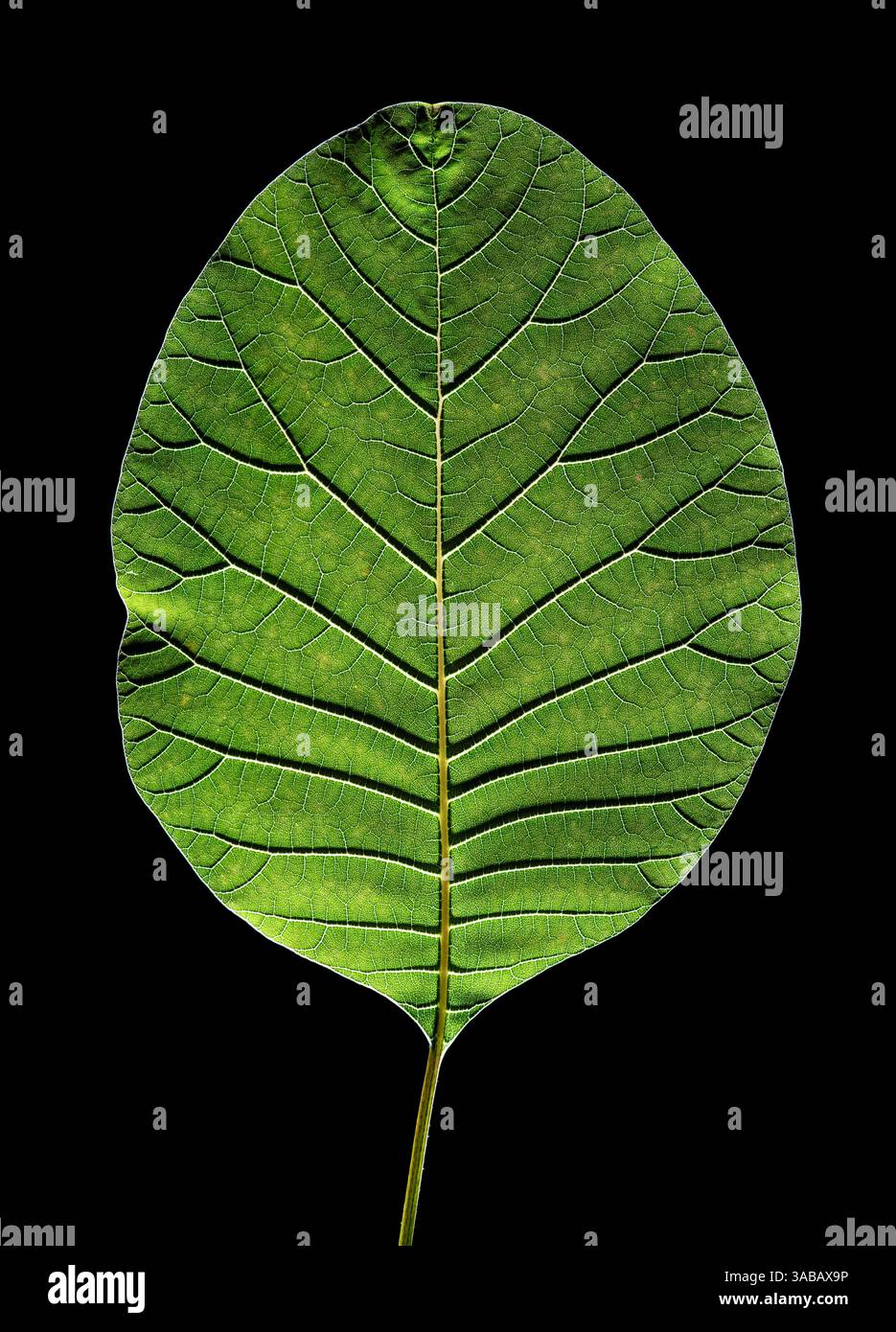 Cotinus coggygria ' Royal Purple'. Cespuglio di fumo. Fotografia di studio con retroilluminazione a singola foglia. Foto Stock