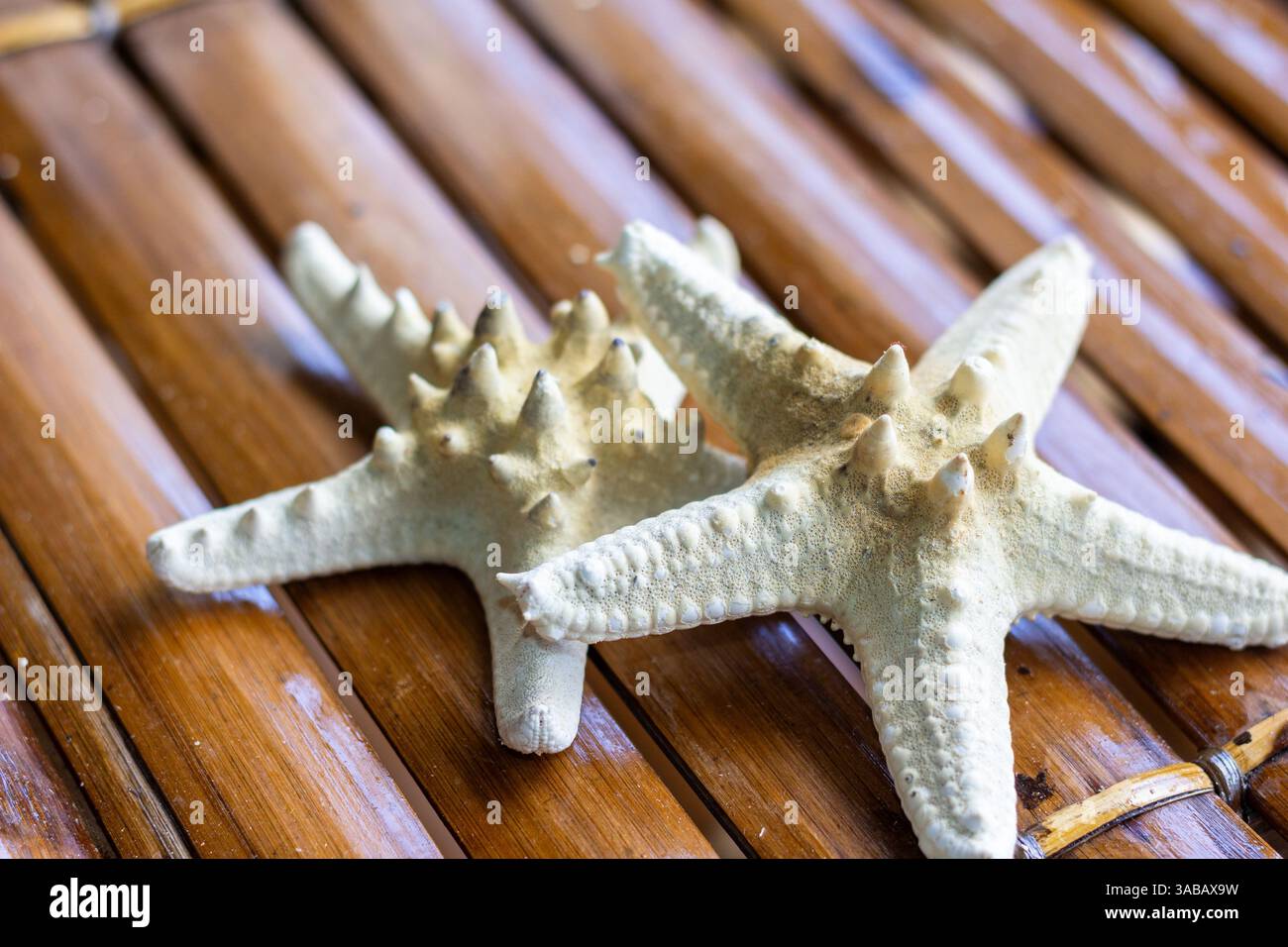 Due stelle marine sbiancate riposano su mobili di bambù in una casa sulla spiaggia di Boracay, Filippine, sotto una luce naturale soffusa Foto Stock