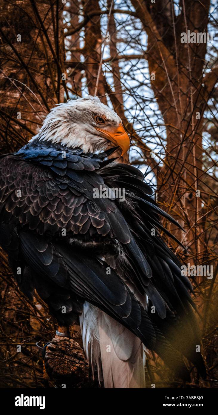 Wildtiere im Porträt. Foto Stock