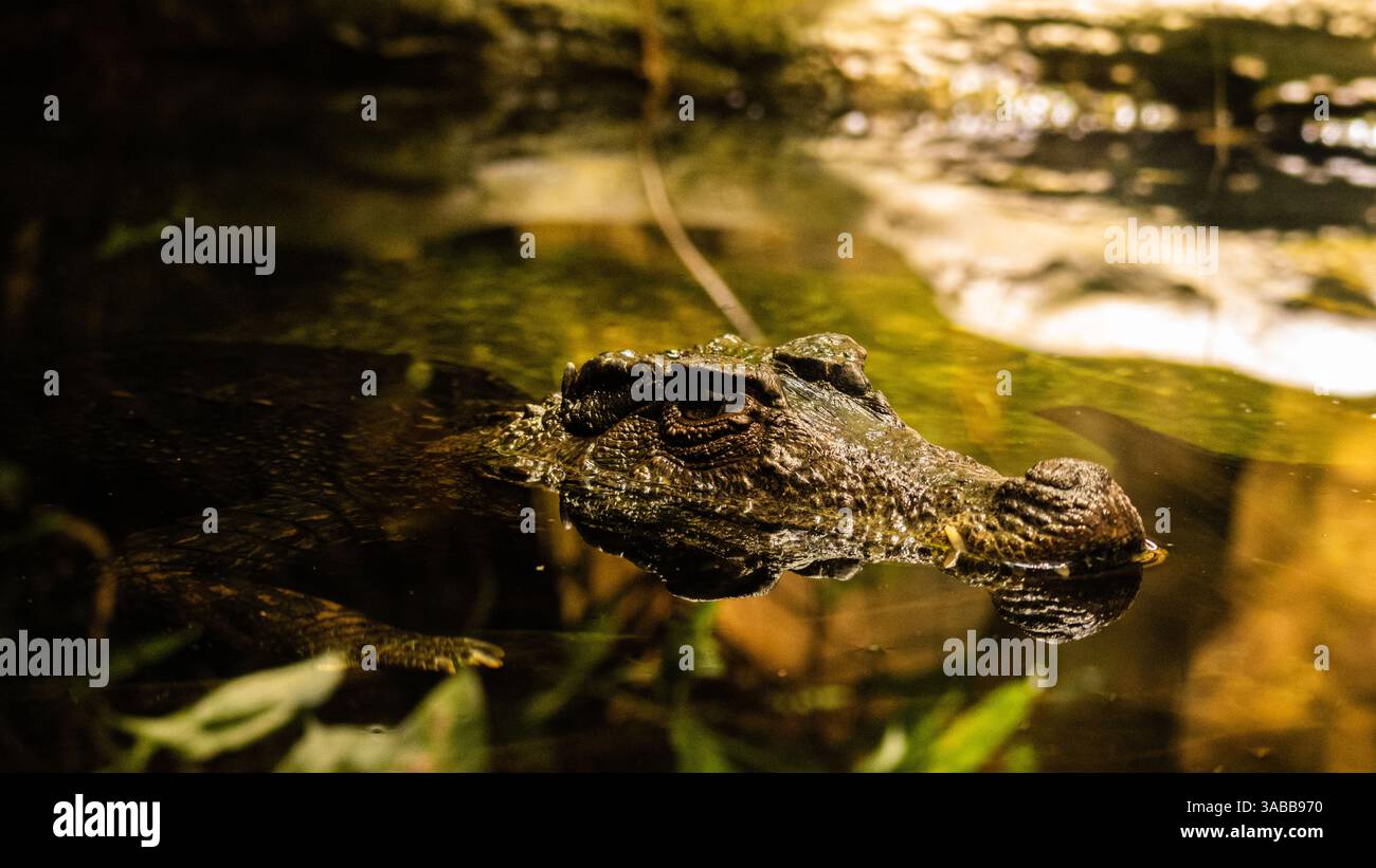 Wildtiere im Porträt. Foto Stock