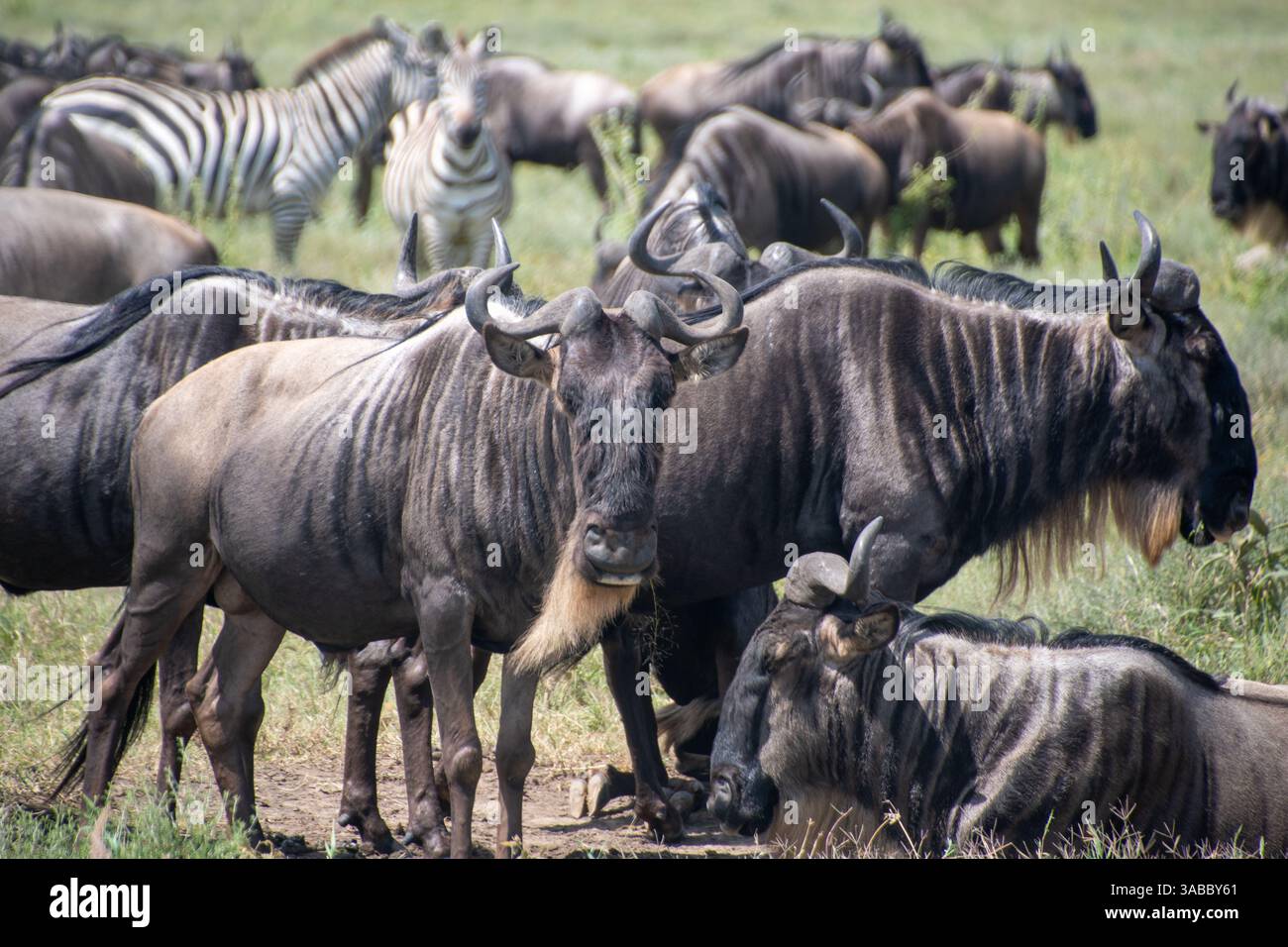 Serengeti , Tanzania Foto Stock