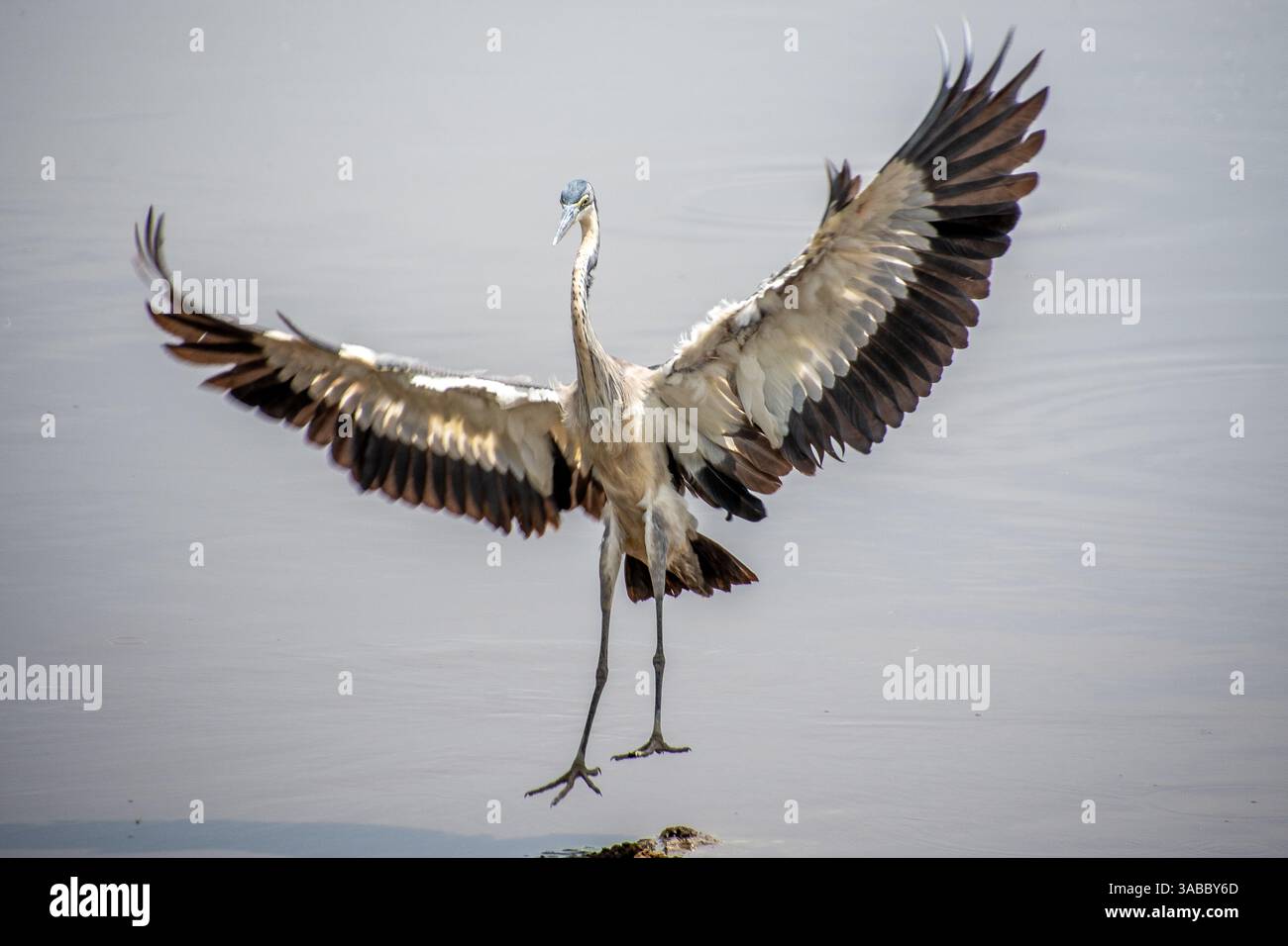 Airone grigio (Ardea cinerea) con ali aperte sopra l'acqua. Serengeti , Tanzania Foto Stock