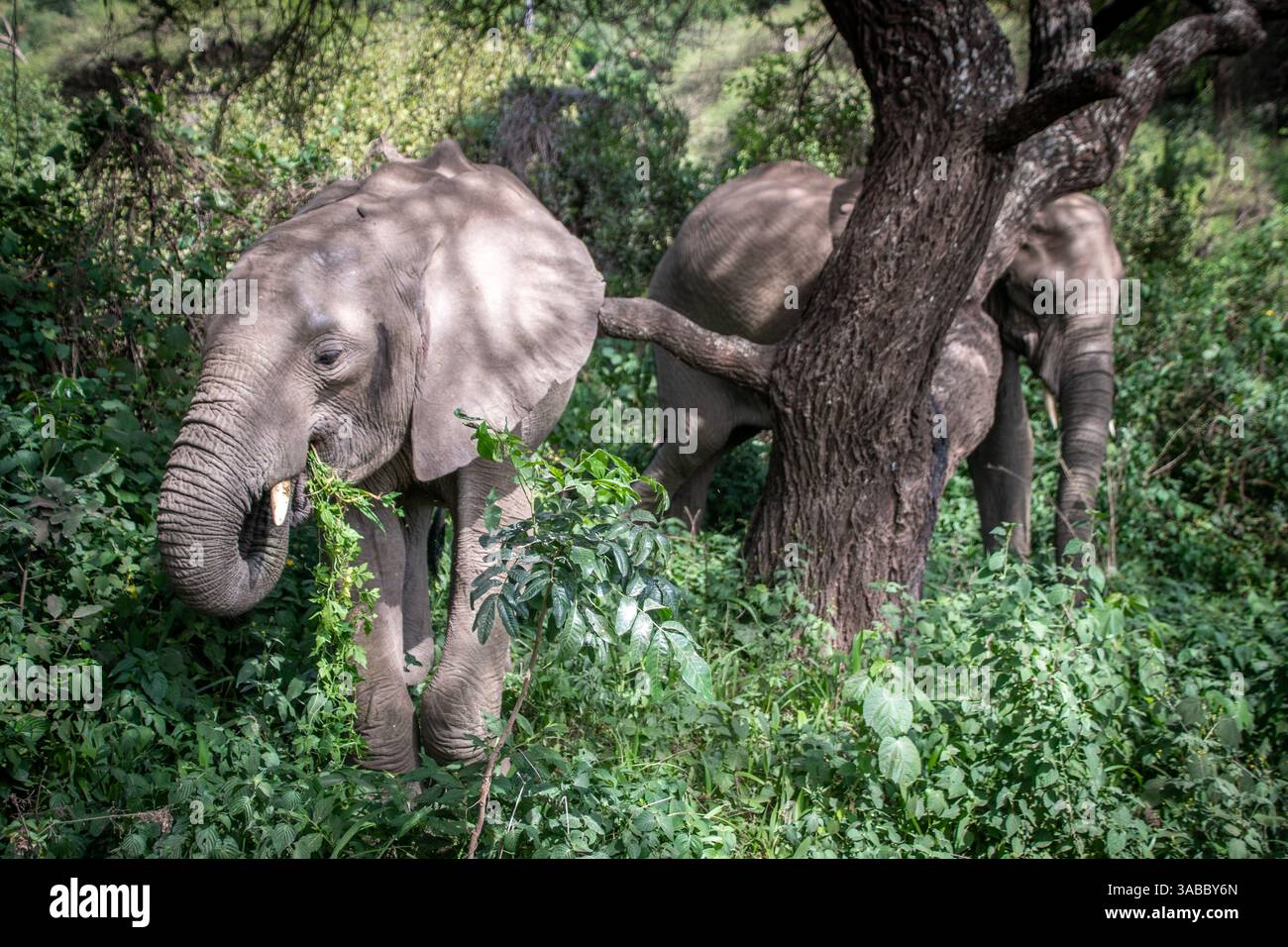 Elefante africano (Loxodonta) nel Serengeti, Tanzania Foto Stock