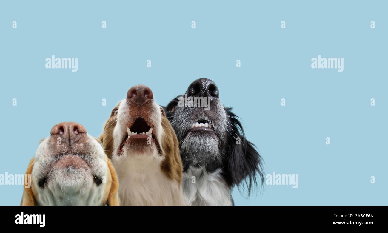 Simpatici cani da striscione. Tre cani che guardano in alto. Isolato su sfondo blu pastello Foto Stock
