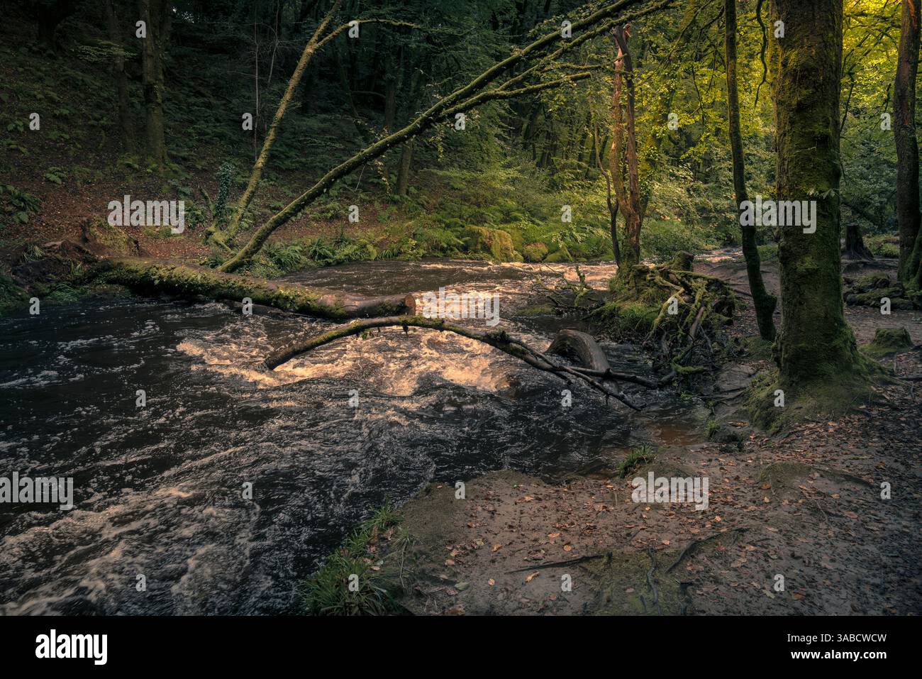 Cascate di Golitha. Il fiume Fowey scorre attraverso l'antico bosco di Draynes Wood sulla Bodmin Moor in Cornovaglia nel Regno Unito. Foto Stock