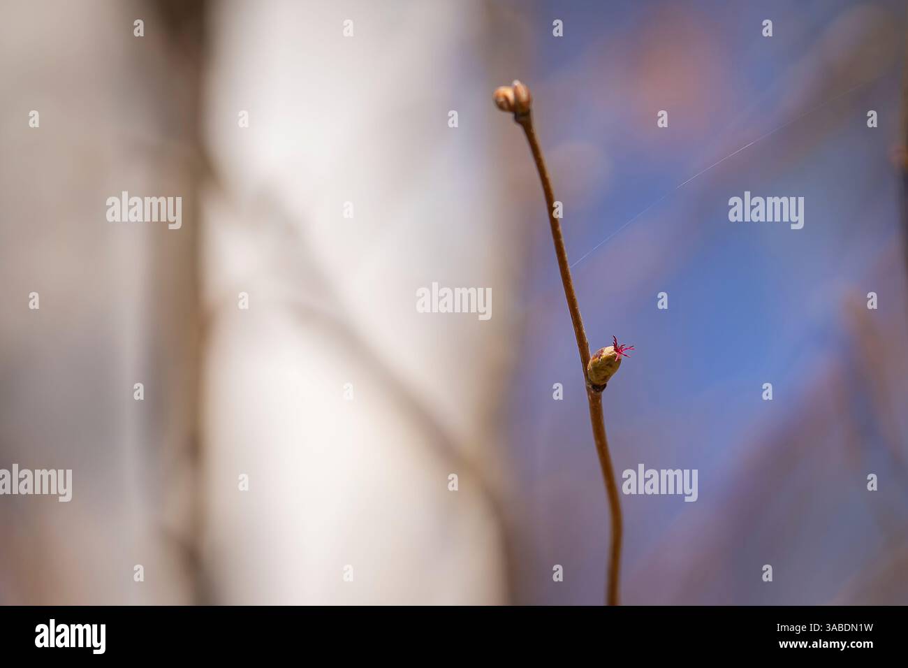 Nocciola comune - Corylus avellana - fiori femminili da vicino. Sfondo primaverile. Fiore rosso femminile di Corylus avellana, il nocciolo comune in una giornata primaverile. Foto Stock